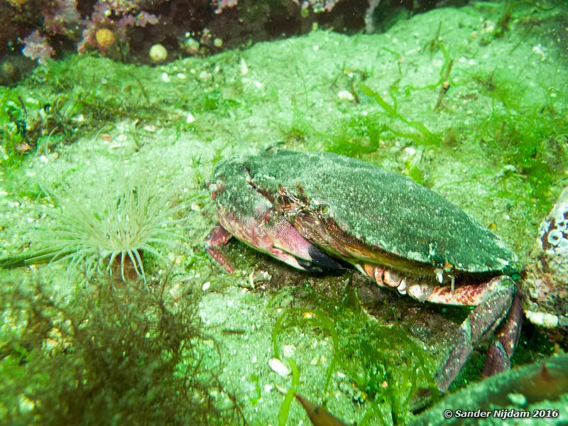 Spot-bellied cancer crab (Cancer antennarius), , Toby Island, Hornby Island, BC, Canada
